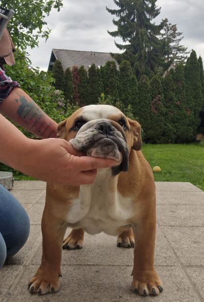 Kong bulldog sales